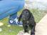 Field Trial Cockerspaniel Meulengrath Bobby Junior [FT COKER SPANIEL]