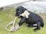 Field Trial Cockerspaniel Meulengrath Bobby Junior [FT COKER SPANIEL]