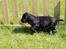 Field Trial Cockerspaniel Meulengrath Bobby Junior [FT COKER SPANIEL]