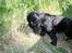 Field Trial Cockerspaniel Meulengrath Bobby Junior [FT COKER SPANIEL]