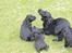 Field Trial Cockerspaniel Meulengrath Bobby Junior [FT COKER SPANIEL]
