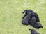 Field Trial Cockerspaniel Meulengrath Bobby Junior [FT COKER SPANIEL]