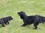 Field Trial Cockerspaniel Meulengrath Bobby Junior [FT COKER SPANIEL]