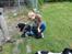 Field Trial Cockerspaniel Meulengrath Bobby Junior [FT COKER SPANIEL]