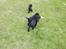 Field Trial Cockerspaniel Meulengrath Bobby Junior [FT COKER SPANIEL]