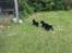 Field Trial Cockerspaniel Meulengrath Bobby Junior [FT COKER SPANIEL]