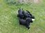 Field Trial Cockerspaniel Meulengrath Bobby Junior [FT COKER SPANIEL]