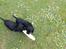 Field Trial Cockerspaniel Meulengrath Bobby Junior [FT COKER SPANIEL]