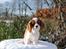Cavalier king charles spaniel Nova - 5 måneder