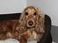 Cocker spaniel Wilma I: - Wuller<3