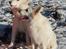 Hvid Schweizisk Hyrdehund Britaje Albert Einstein - Albert og hans mor Mimmie