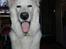 Hvid Schweizisk Hyrdehund Britaje Albert Einstein
