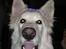 Hvid Schweizisk Hyrdehund Britaje Albert Einstein