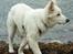 Hvid Schweizisk Hyrdehund Britaje Albert Einstein