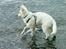 Hvid Schweizisk Hyrdehund Britaje Albert Einstein