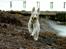 Hvid Schweizisk Hyrdehund Britaje Albert Einstein