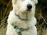 Hvid Schweizisk Hyrdehund Britaje Albert Einstein