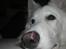 Hvid Schweizisk Hyrdehund Britaje Albert Einstein