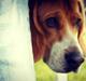 Beagle Basil