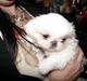 Pekingeser Diva baby