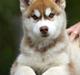 Siberian husky Avanti