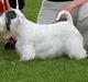 Sealyham terrier Sojus Ladybird