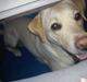 Labrador retriever (Fomel 1) Trine