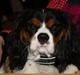 Cavalier king charles spaniel Basse Dion