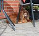 Cocker spaniel Lady <33