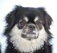 Tibetansk spaniel Bisquit