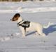 Jack russell terrier Sif