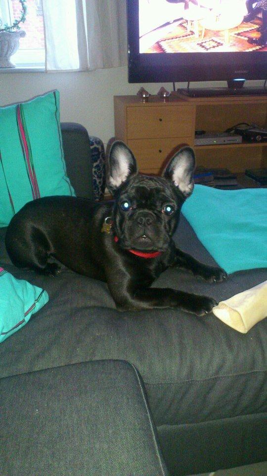 Fransk bulldog Knakkers Ditte - 6 måneder gammel billede 15