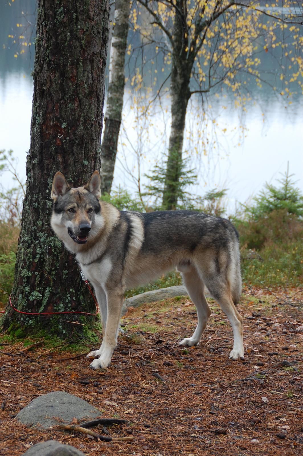 Tjekkoslovakisk ulvehund Kazan billede 2