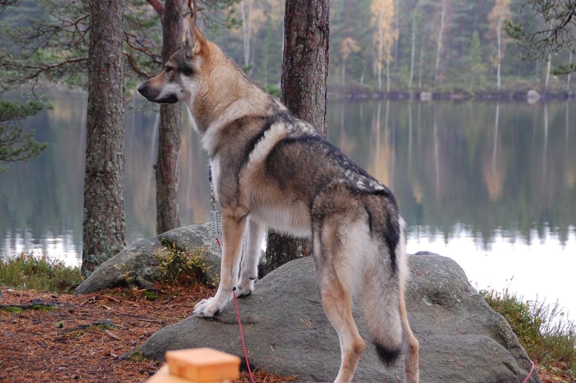 Tjekkoslovakisk ulvehund Kazan - man må jo holde udkik ikke  billede 1