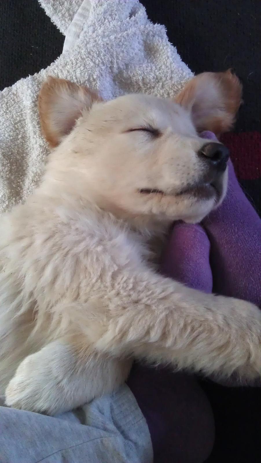 Blanding af racer Simba - Her får jeg lige en lur på mor's fødder! billede 1