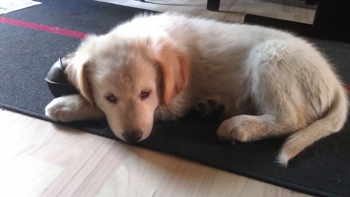 Blanding af racer Simba - Jaa, her er jeg heller ikke så gammel endnu. billede 2