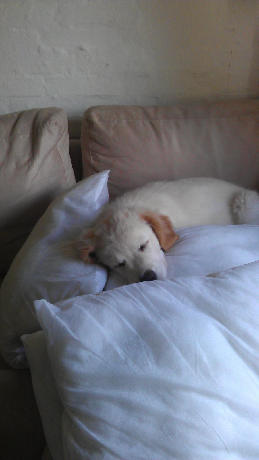 Blanding af racer Simba - Får lige en lur på alle mor's puder :-) billede 3