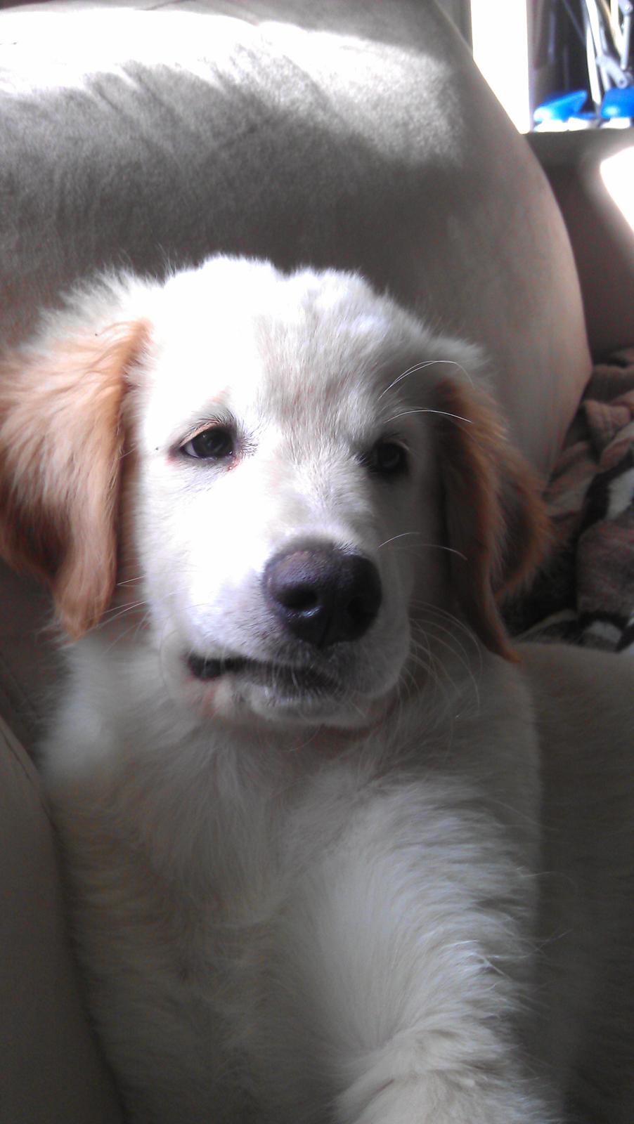 Blanding af racer Simba - Eh, ja jeg kan også lave mærkelige fjæser! billede 4