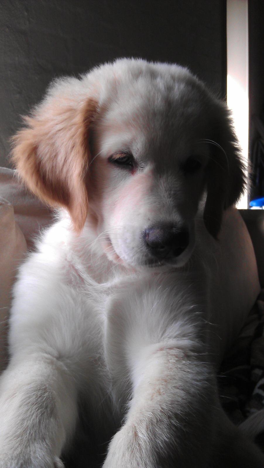 Blanding af racer Simba billede 5