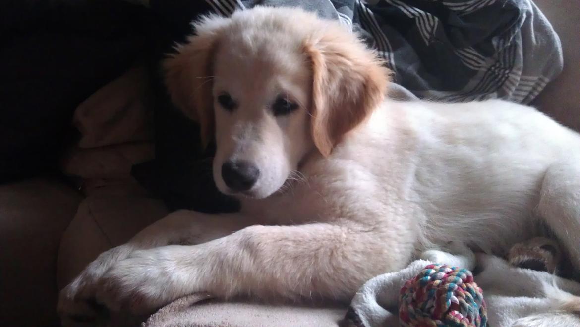 Blanding af racer Simba billede 6