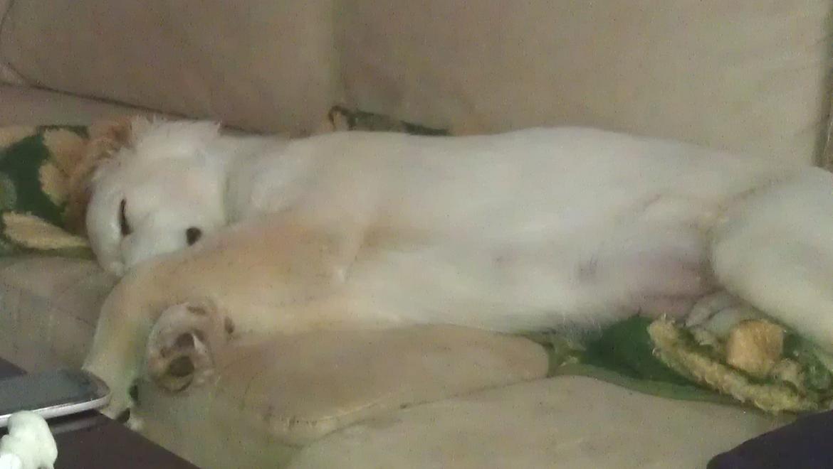 Blanding af racer Simba - En god lur! billede 7