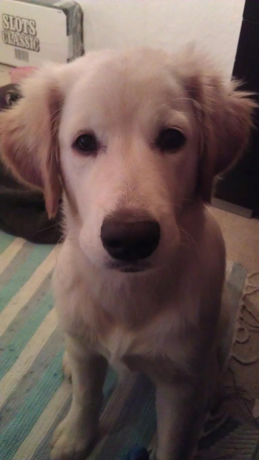 Blanding af racer Simba - Lille mig.. billede 8