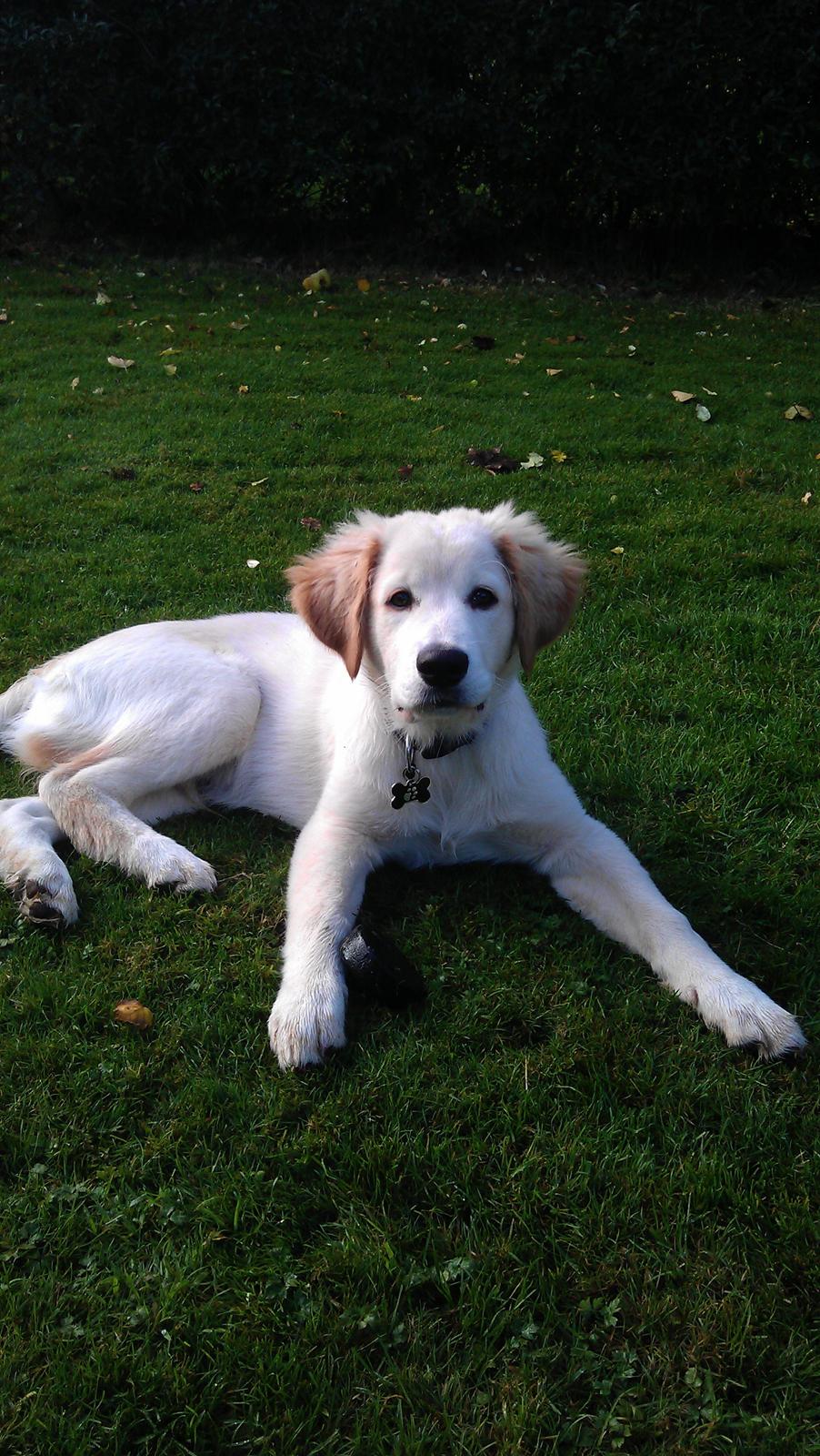 Blanding af racer Simba - Her er jeg blevet 4 måneder. billede 9