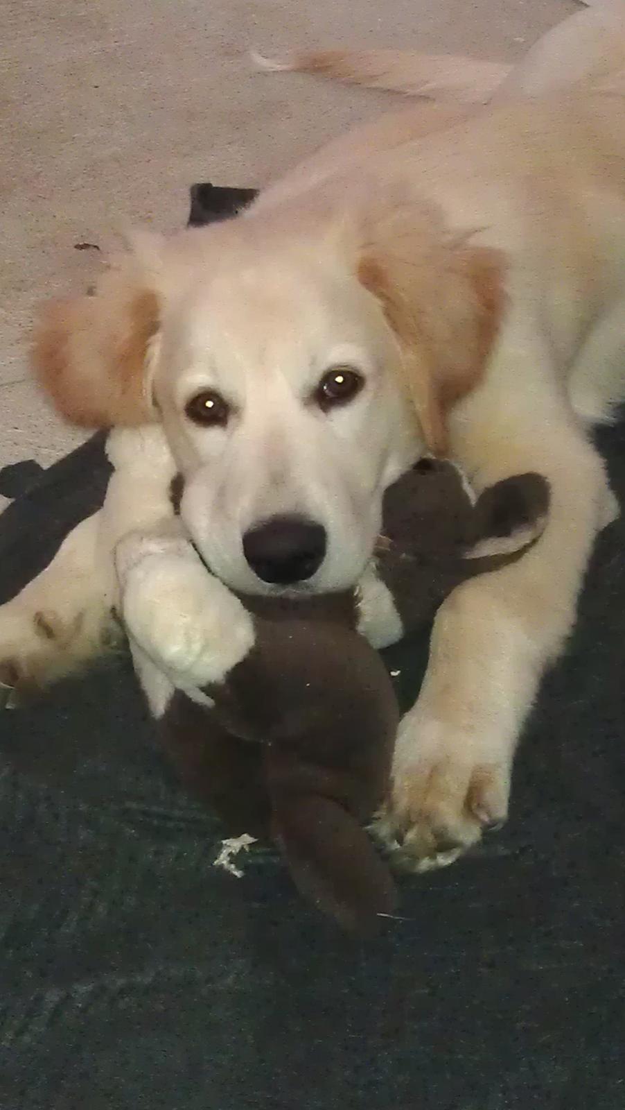 Blanding af racer Simba - Mig og min yndlings bamse :-) billede 10