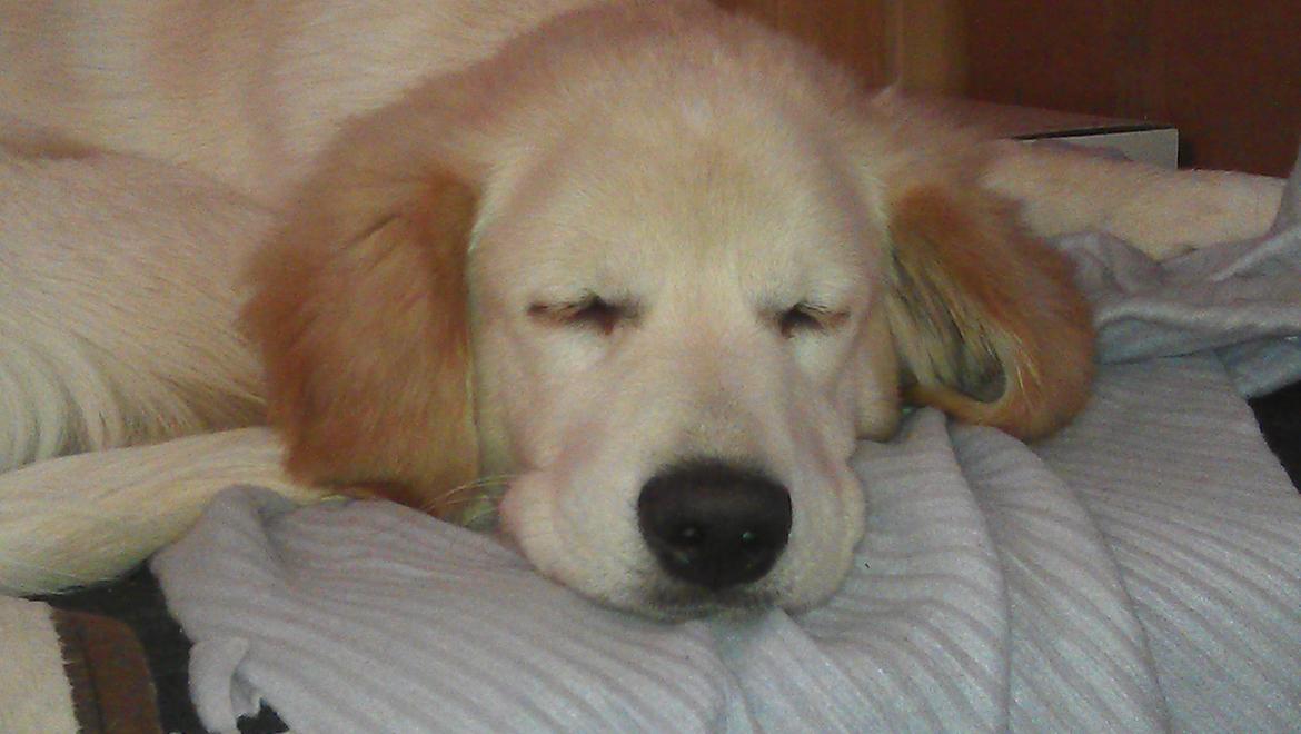 Blanding af racer Simba - Snork snork billede 11