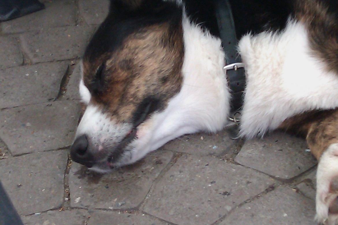 Welsh corgi cardigan lincoln billede 2