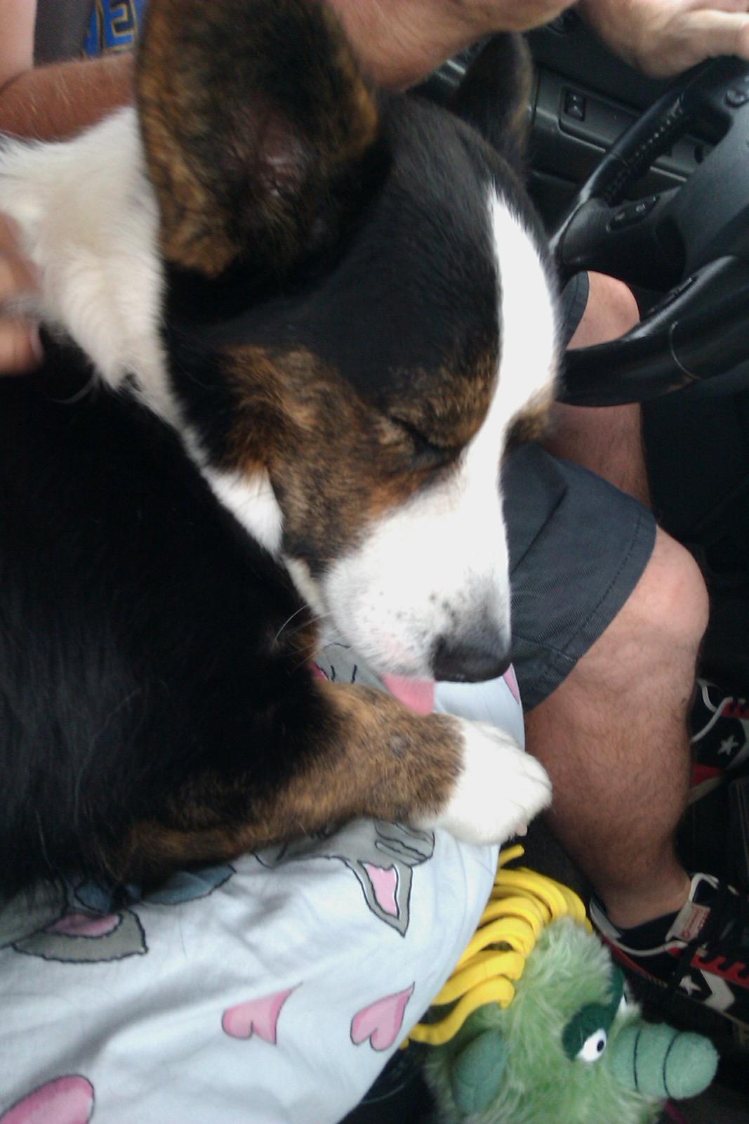 Welsh corgi cardigan lincoln billede 3