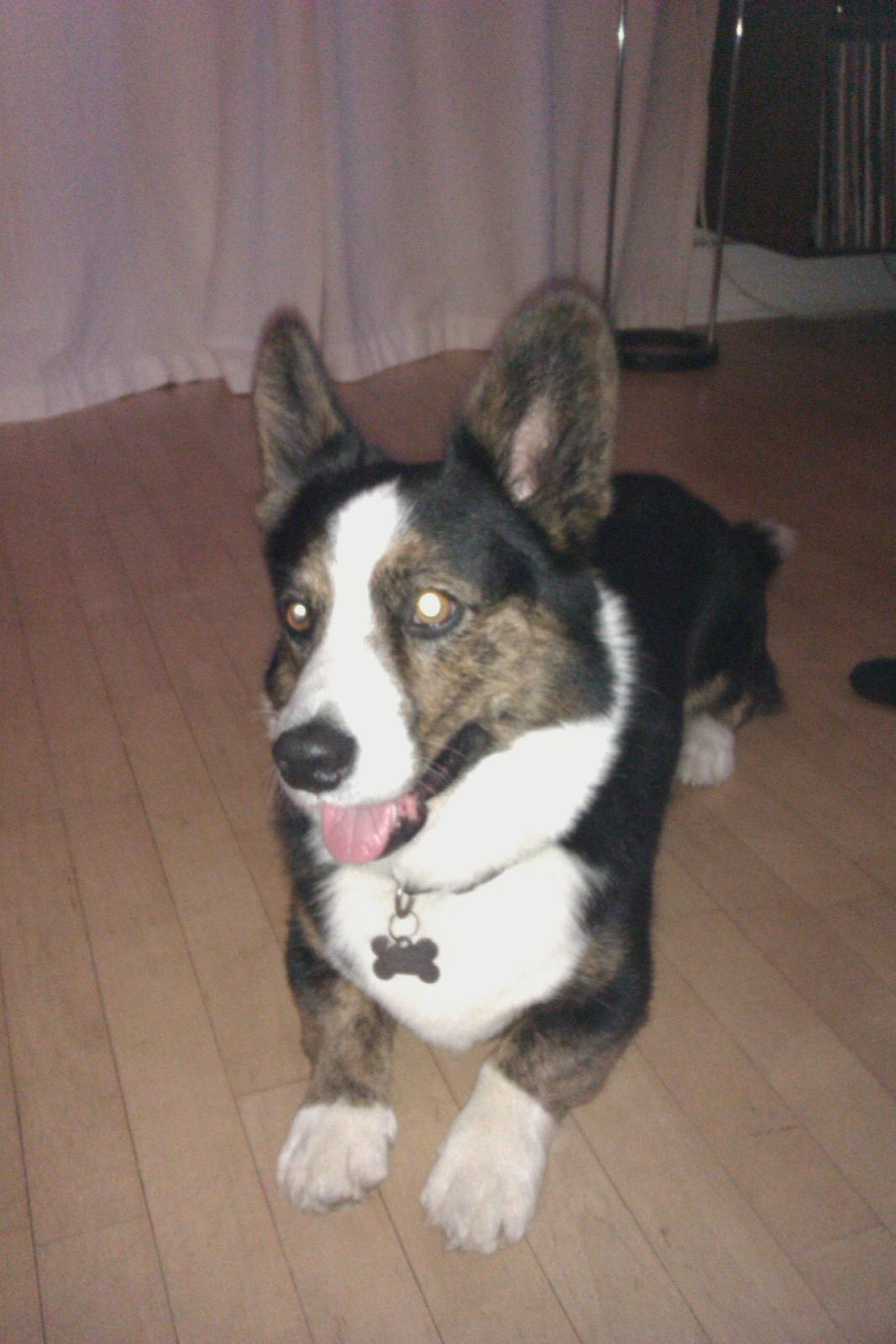 Welsh corgi cardigan lincoln billede 4