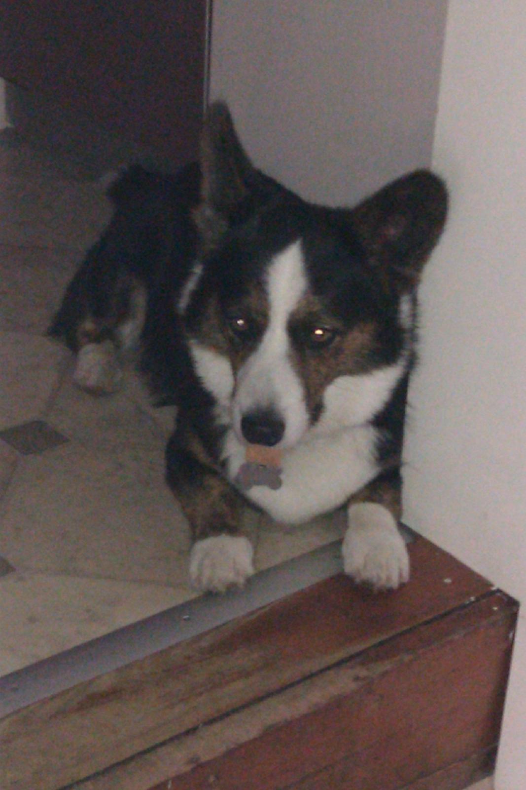 Welsh corgi cardigan lincoln - smager lige lidt på guffen billede 5