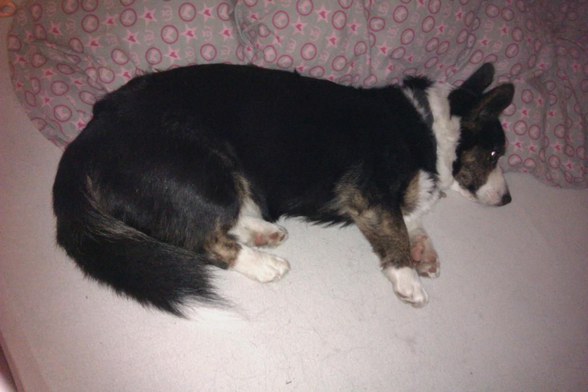 Welsh corgi cardigan lincoln billede 6